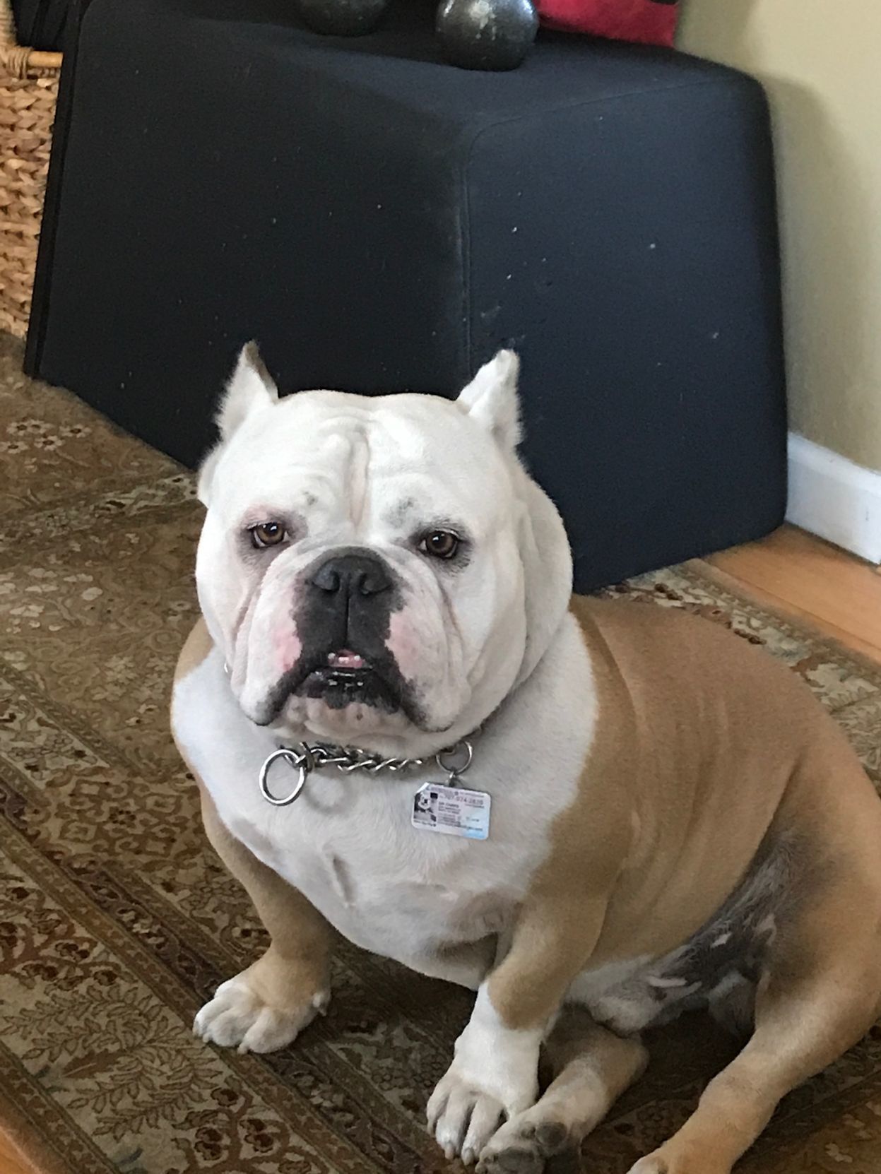 Senor Chapo
